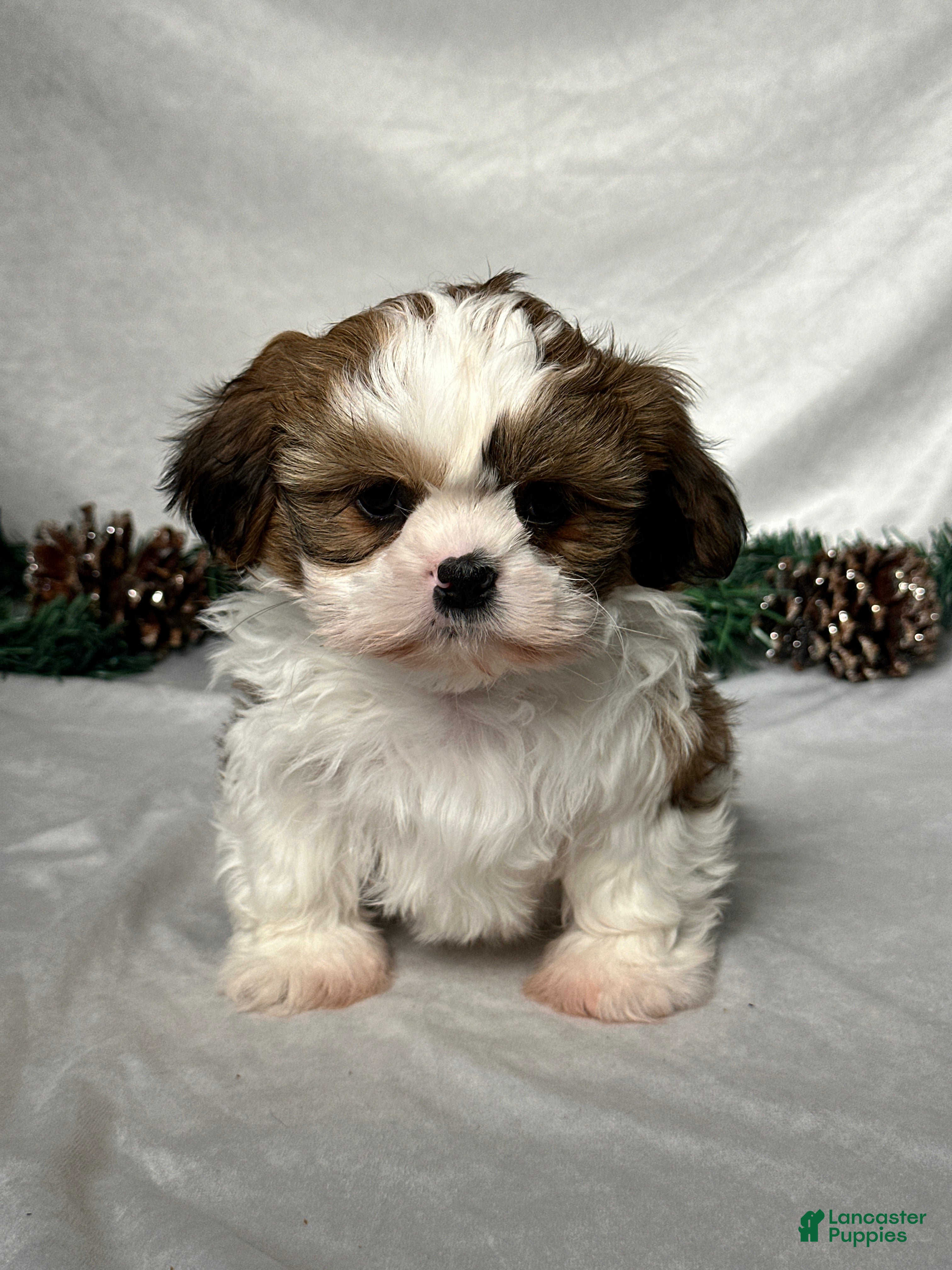 Shih Tzu dogs Chase - Ad 42