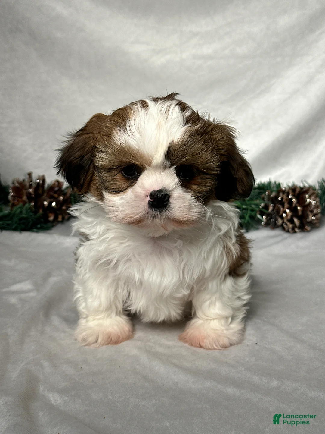 Shih Tzu dogs for sale: Chase - Ad 1