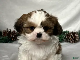 Shih Tzu dogs Chase - Ad 42