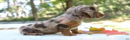 Miniature Dachshund dogs for sale: Seneca - Ad 4