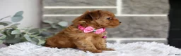 Yorkiepoo dogs for sale: Jewel  - Ad 10