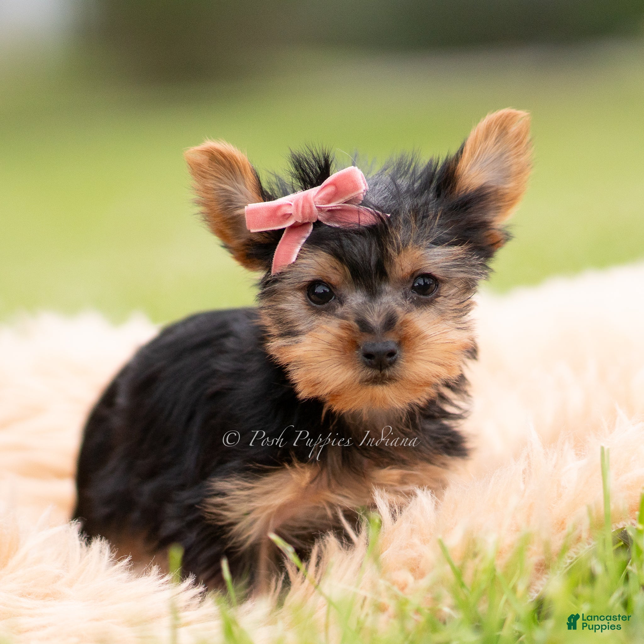 Yorkshire Terrier dogs Callie - Ad 35