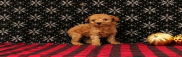 Miniature Poodle dogs for sale: Wreath - Ad 2