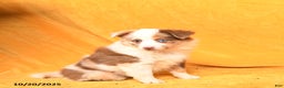 Miniature Australian Shepherd dogs for sale: Winnie - Ad 2
