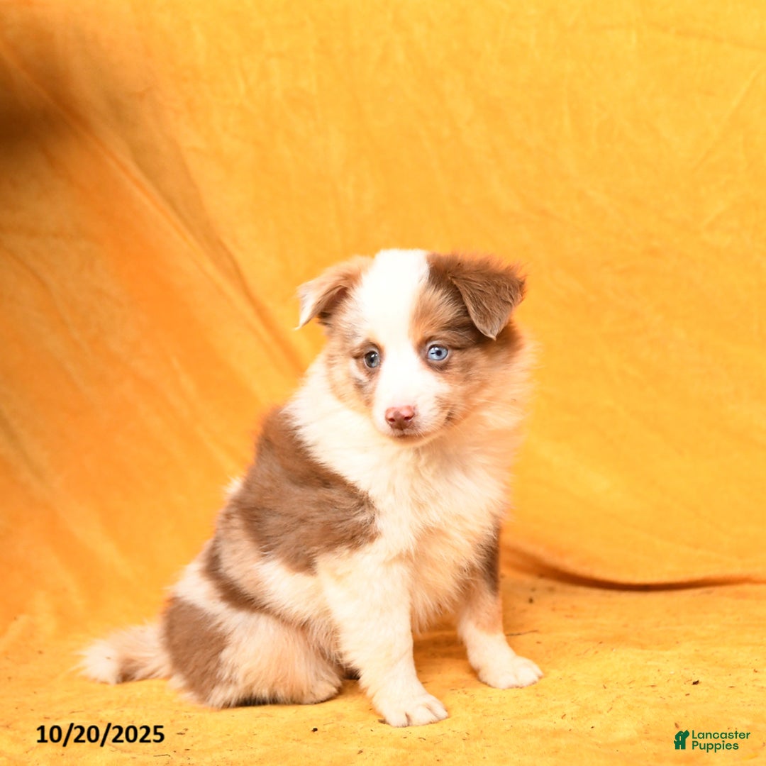 Miniature Australian Shepherd dogs for sale: Winnie - Ad 2