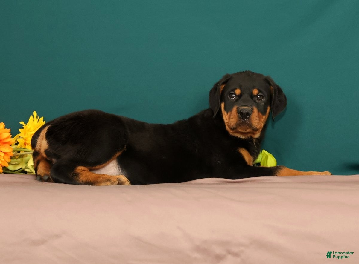 Rottweiler dogs Trixie - Ad 2