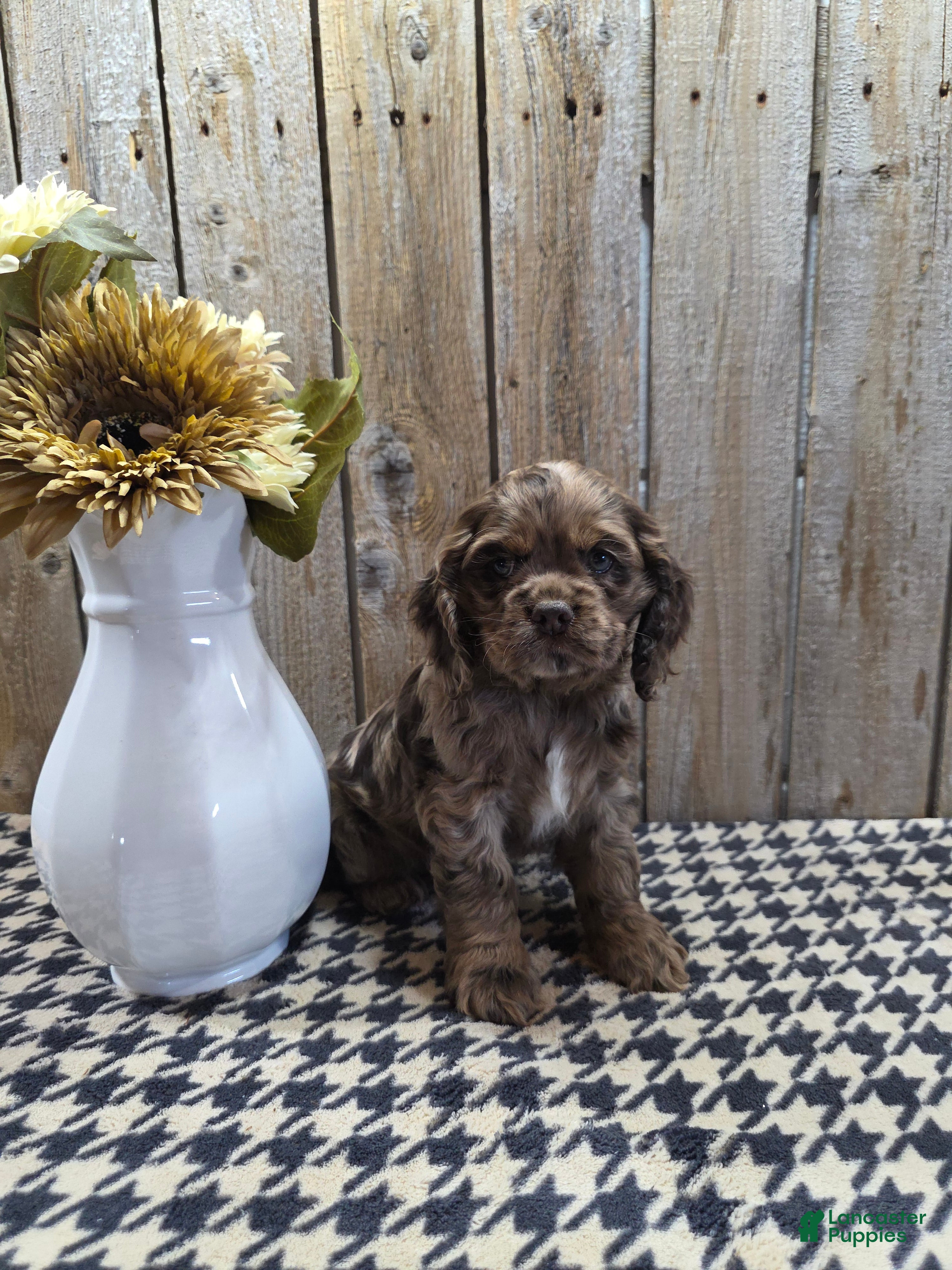 Cocker Spaniel dogs Tracy  - Ad 1