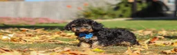 Miniature Poodle dogs for sale: Rambo 🐾 - Ad 5