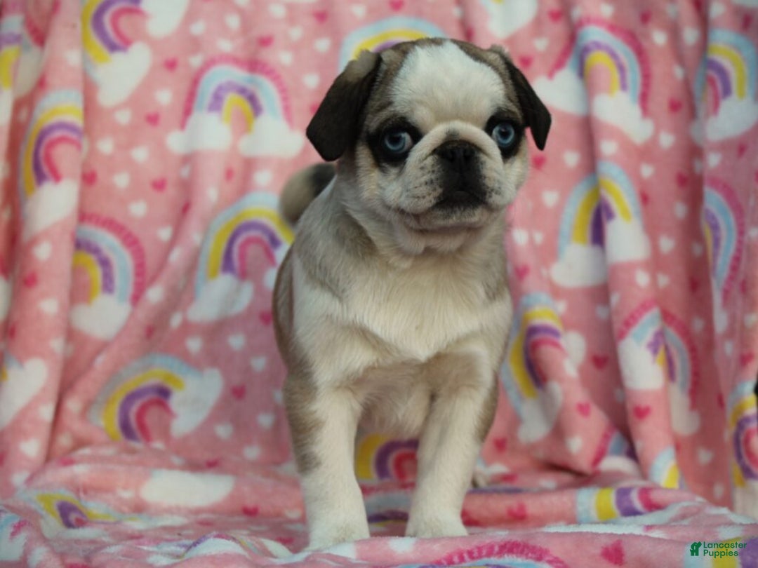 Pug dogs for sale: Sharon - Ad 1