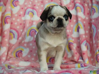 Pug dogs Sharon - Ad 29