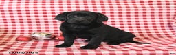 Labrador Retriever dogs for sale: Mandy - Ad 1