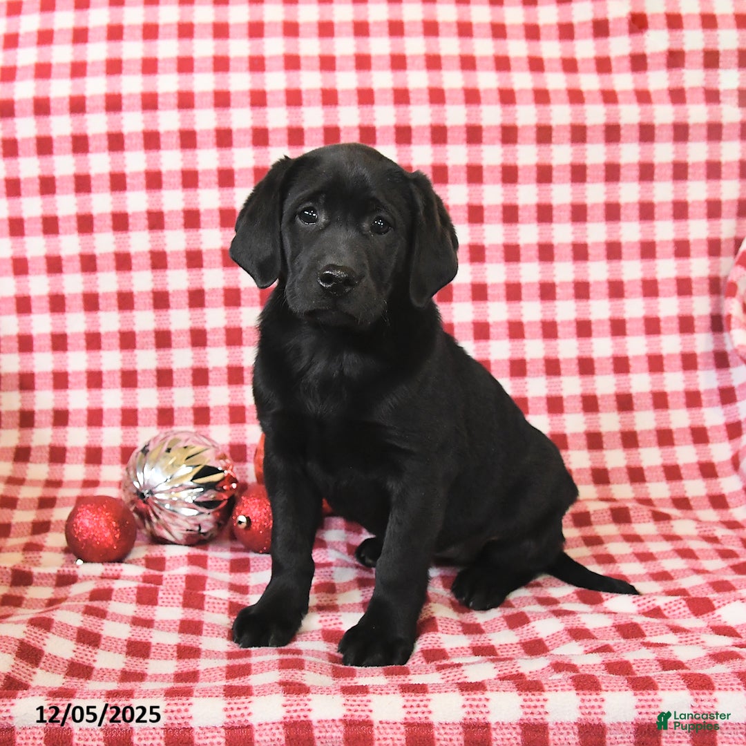 Labrador Retriever dogs for sale: Mandy - Ad 1