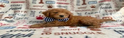 Mini Goldendoodle dogs for sale: Luke - Ad 9