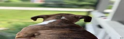 Boxer dogs for sale: Dagger - Ad 5