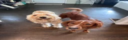Mixed Breed dogs for sale: Griz - Ad 4