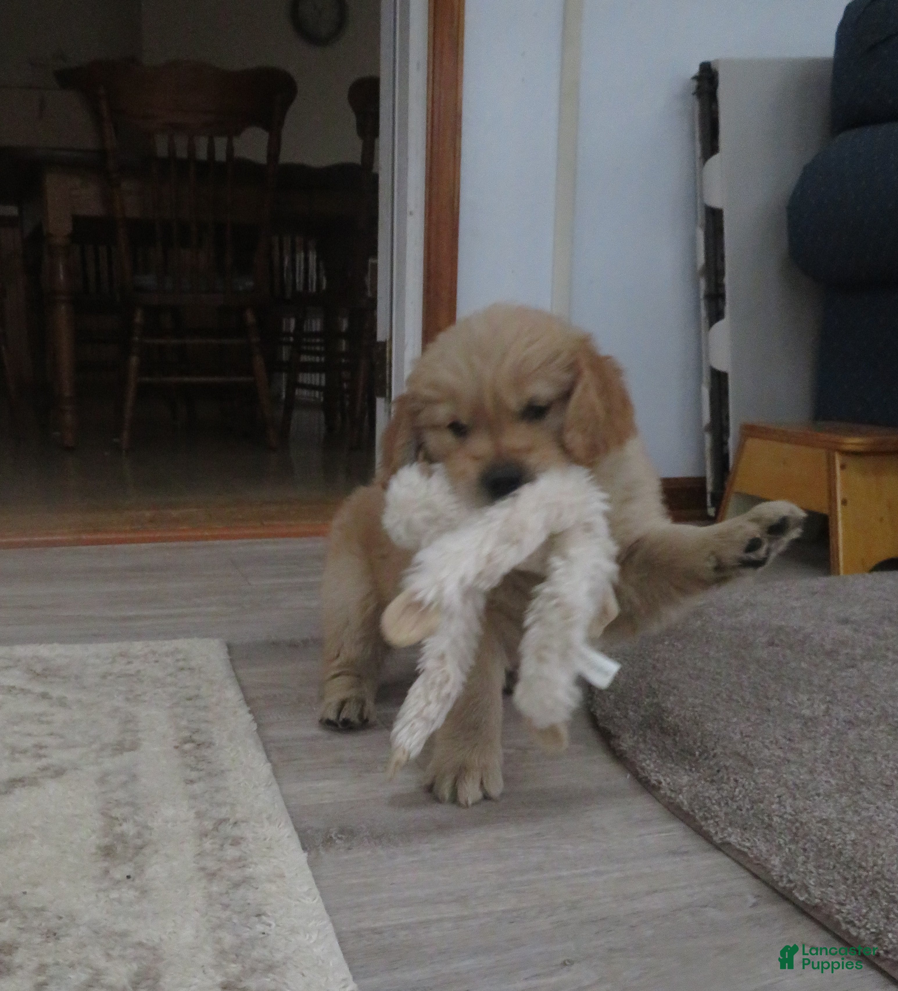 Golden Retriever dogs TRACKER -CHAMPION LINE - Ad 1