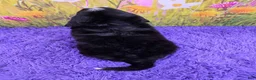 Miniature Bernese Mountain Dog dogs for sale: Scottie - Ad 4