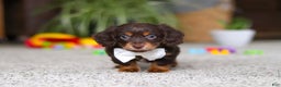 Miniature Dachshund dogs for sale: Zoey - Ad 6