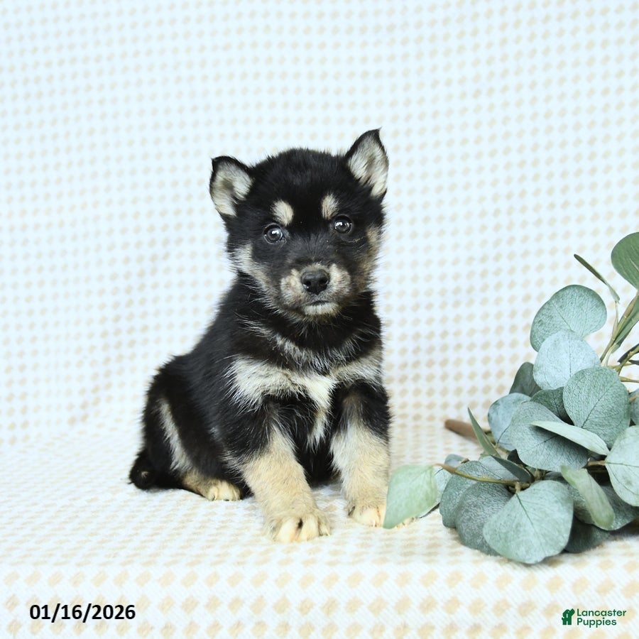 Alaskan Malamute dogs Blake - Ad 9