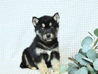 Alaskan Malamute dogs Blake - Ad 15