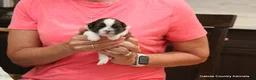 Malshi dogs for sale: Ozzy - Ad 5