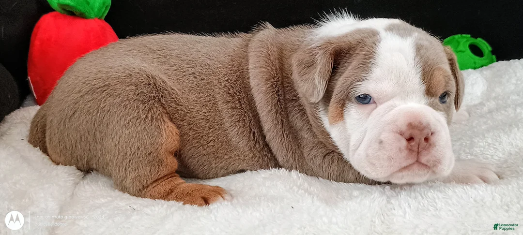 Olde English Bulldogge dogs for sale: Dudley Bulldogges Hera - Ad 1