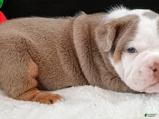 Olde English Bulldogge dogs for sale: Dudley Bulldogges Hera - Ad 4