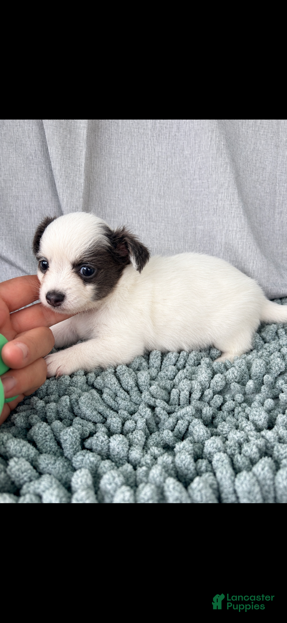 Chihuahua dogs Blue and white female  - Ad 2