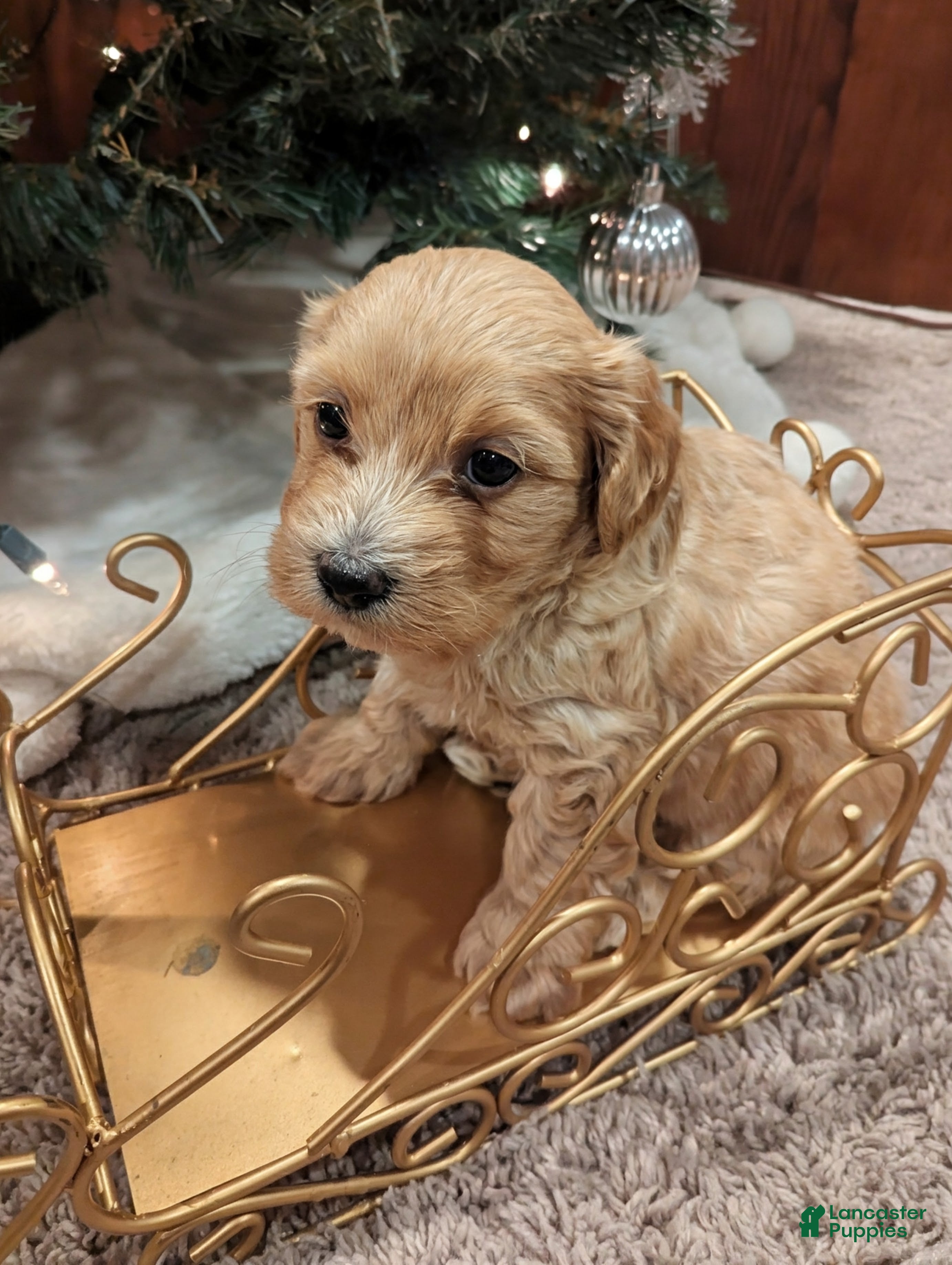 Mixed Breed dogs Cosmo - Ad 12