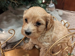 Mixed Breed dogs Cosmo - Ad 12