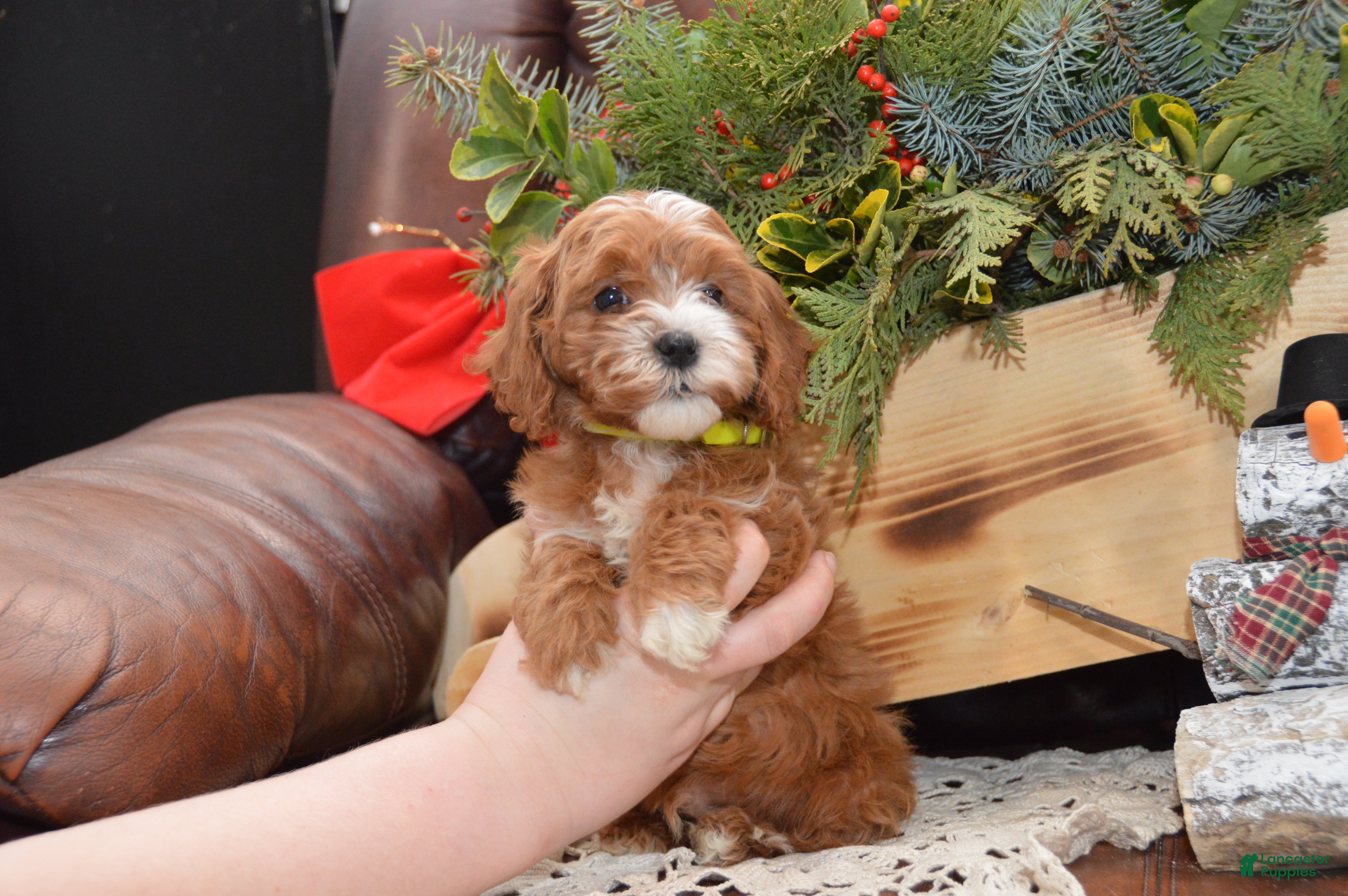 Cavapoo dogs Kade - Ad 4