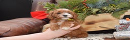 Cavapoo dogs for sale: Kade - Ad 1