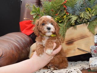 Cavapoo dogs Kade - Ad 8