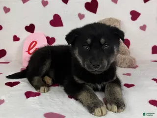 Mixed Breed dogs Camden - Ad 18