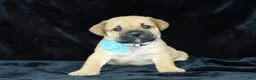 Mixed Breed dogs for sale: Roscoe - Ad 10