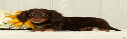 Miniature Dachshund dogs for sale: Teddy - Ad 6