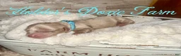 Miniature Dachshund dogs for sale: Wern - Ad 6