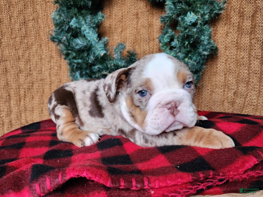 English Bulldog dogs for sale: Fletch - Ad 20