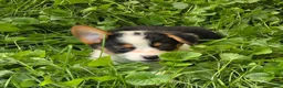 Welsh Corgi Pembroke dogs for sale: Oreo girl  - Ad 5