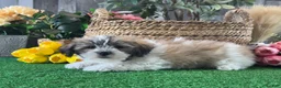 Mixed Breed dogs for sale: Lucky  - Ad 5