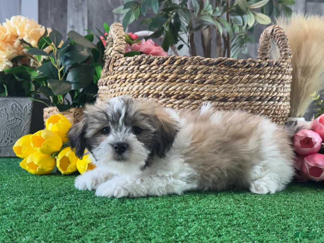 Mixed Breed dogs for sale: Lucky  - Ad 5