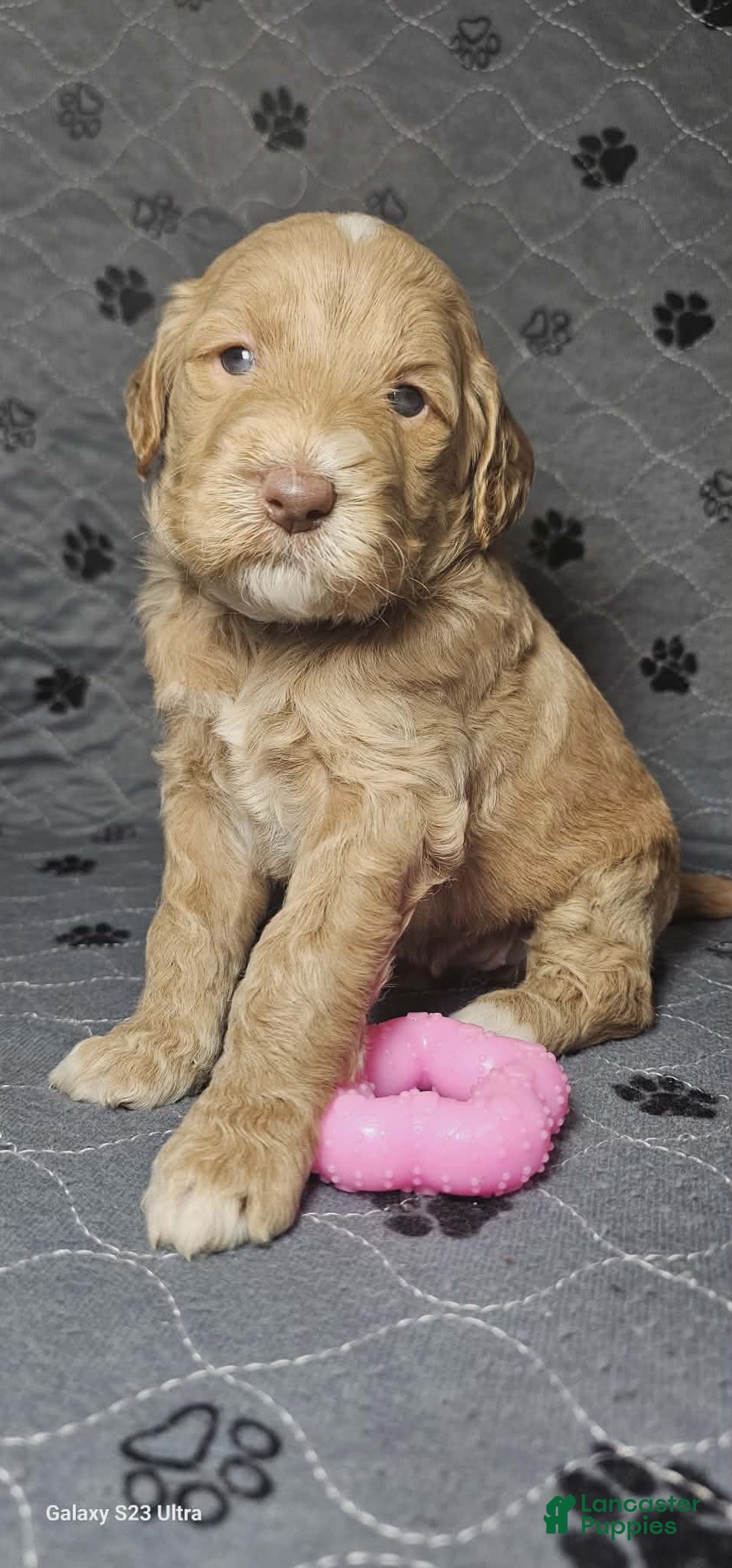 Goldendoodle dogs for sale: Espresso  - Ad 5