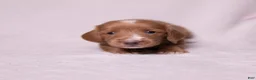Miniature Dachshund dogs for sale: Taffy - Ad 3