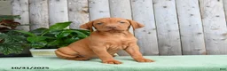Vizsla dogs for sale: Hope - Ad 2