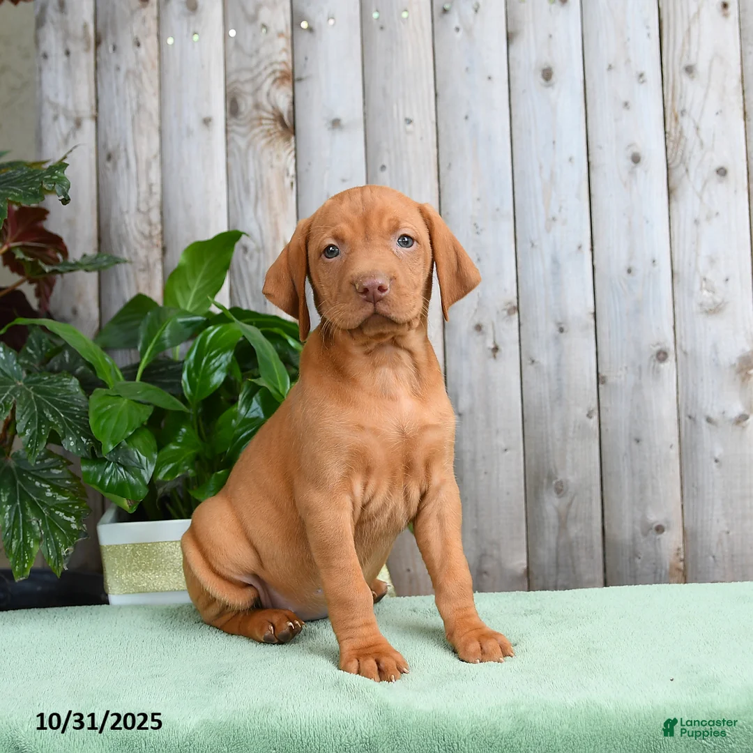 Vizsla dogs for sale: Hope - Ad 2