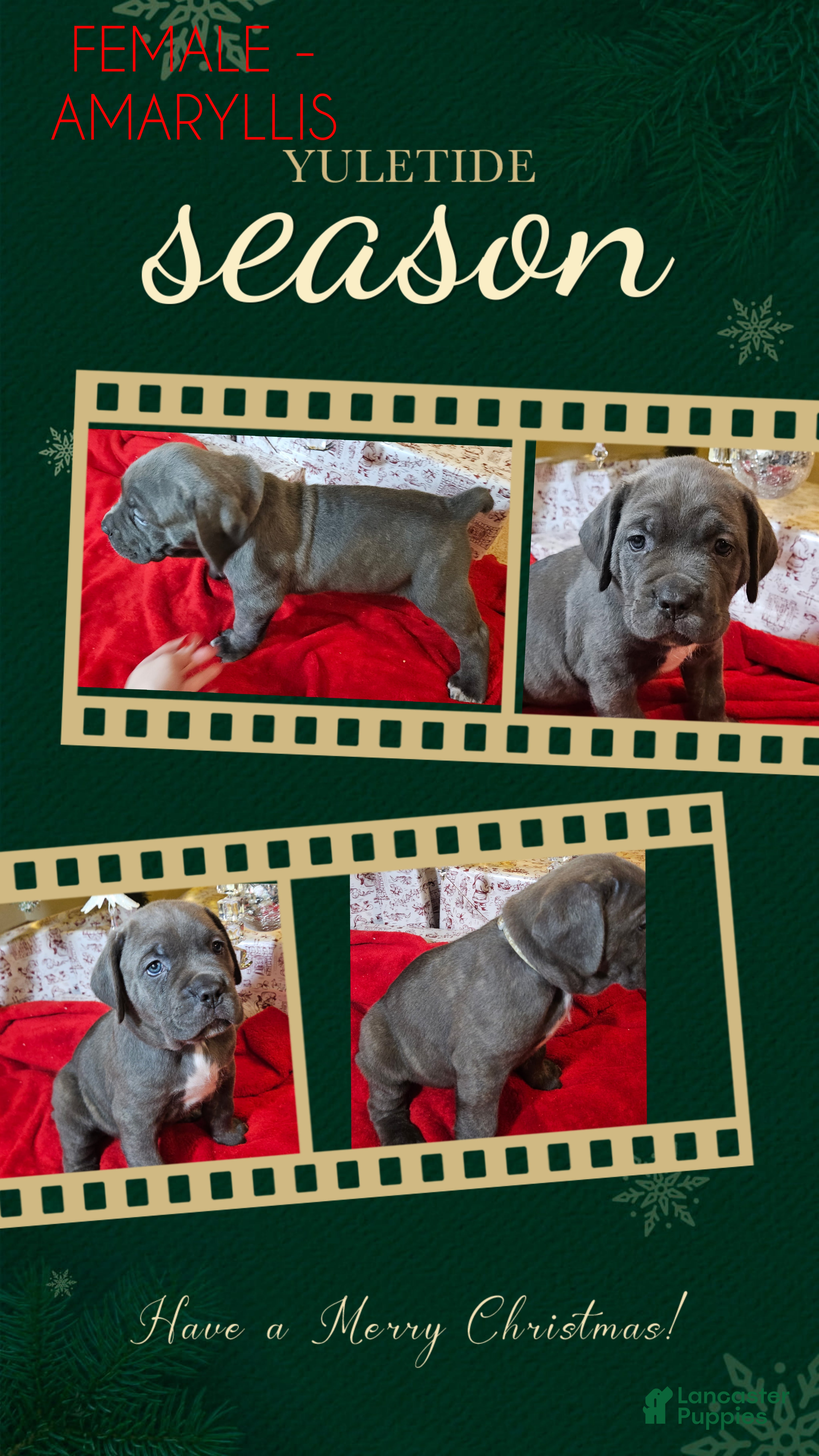 Cane Corso dogs Cane Corso Female Puppy Amaryllis - Ad 36