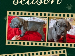 Cane Corso dogs Cane Corso Female Puppy Amaryllis - Ad 36
