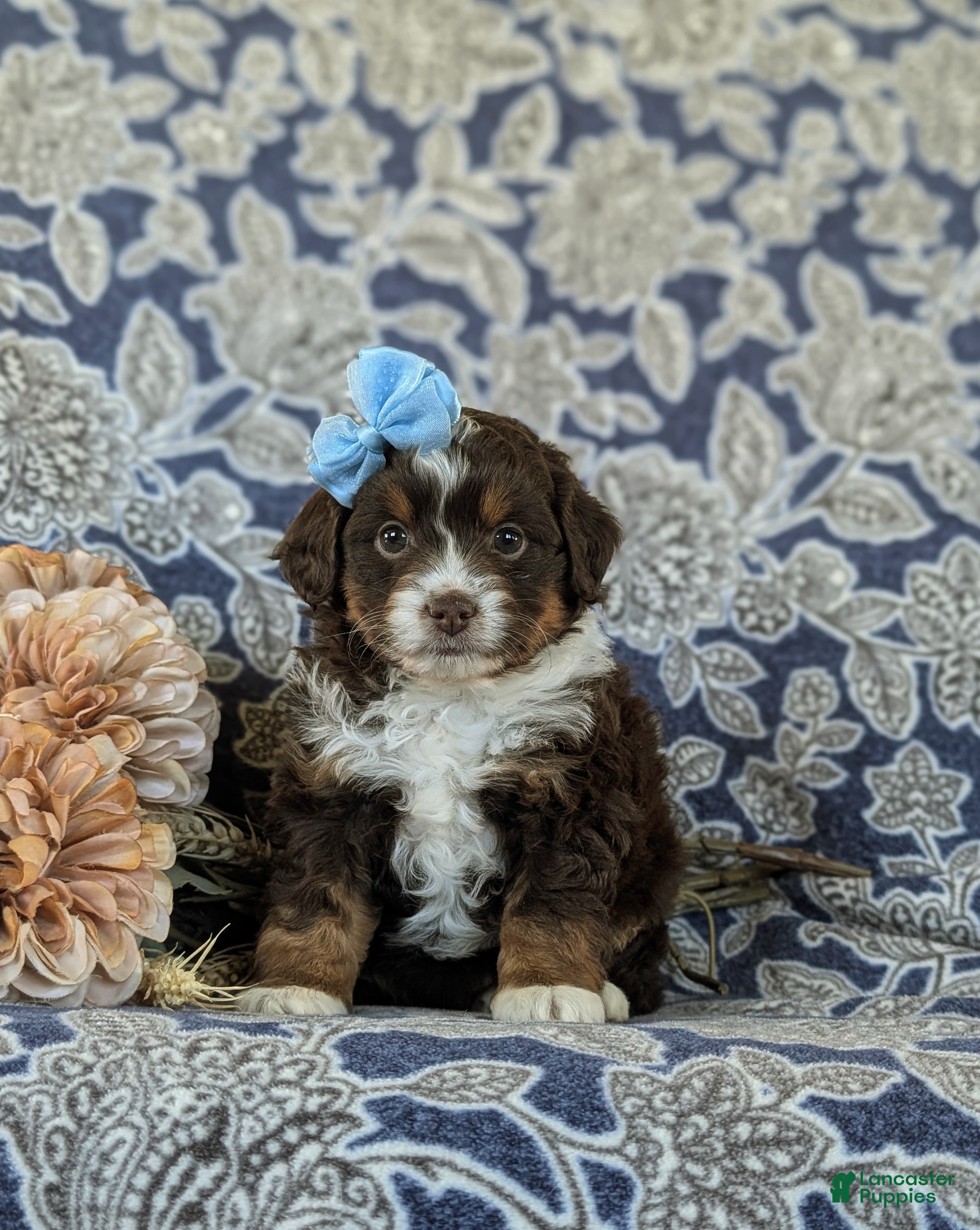 Mini Aussiedoodle dogs Lilah - Ad 2