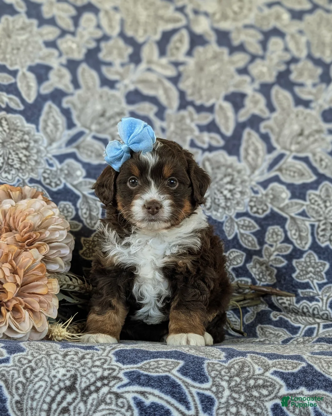 Mini Aussiedoodle dogs for sale: Lilah - Ad 2