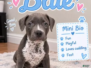 American Pit Bull Terrier dogs Blue - Ad 2